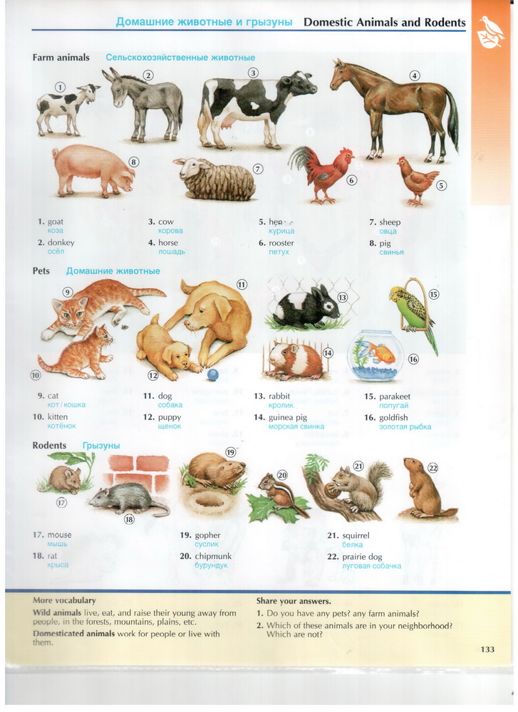 domestic_animals_and_rodents__.jpg