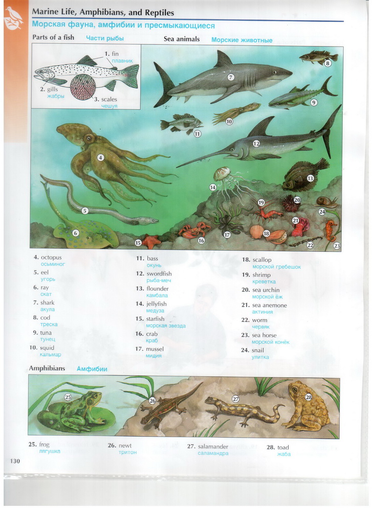 marine_lifeamphibiansand_reptiles-1__.jpg