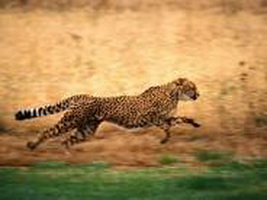 run__.jpg
