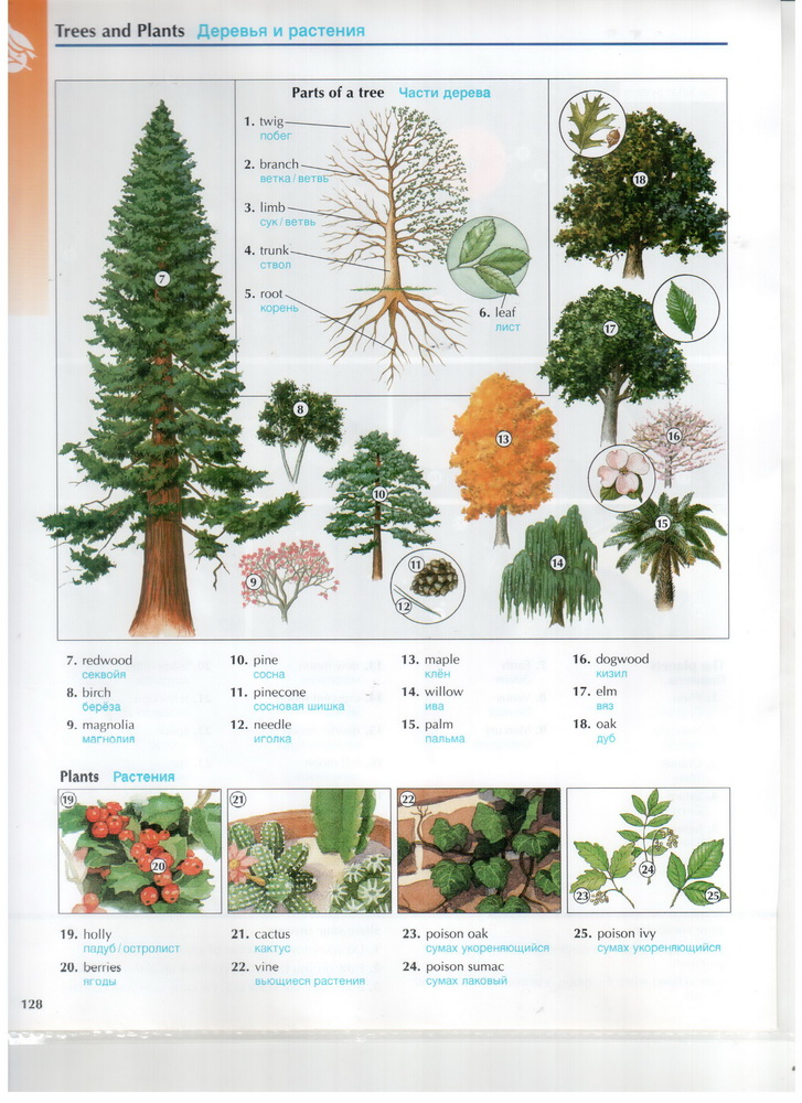 trees_and_plants__.jpg