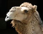 Camel