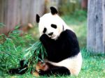 Giant Panda