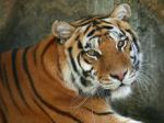 Bengal tiger