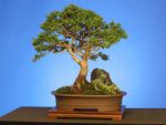 Bonsai